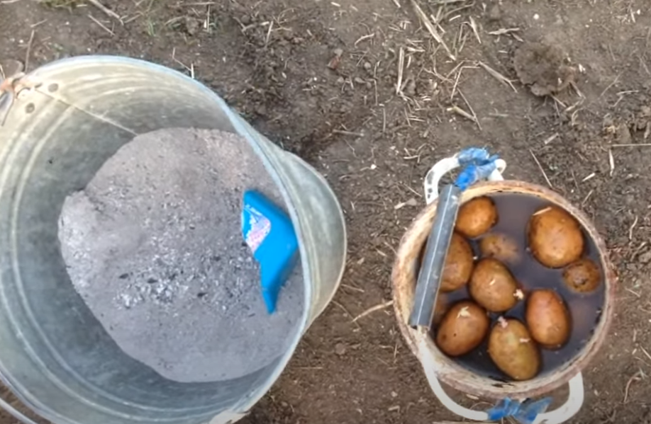 Как правильно добавлять золу при посадке картофеля - Главред